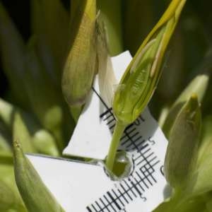 Photographie n°1115078 du taxon Gentiana lutea L. [1753]