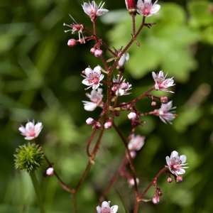 Photographie n°1115205 du taxon Saxifraga umbrosa L. [1762]
