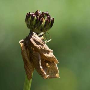 Photographie n°1115215 du taxon Trollius L. [1753]