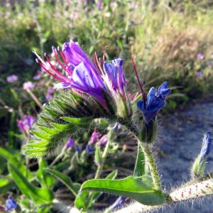  - Echium rosulatum Lange [1855]