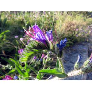 Echium rosulatum Lange