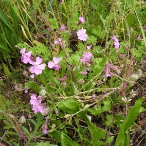 Photographie n°1115793 du taxon Silene pendula L. [1753]