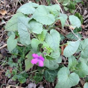 Photographie n°1116090 du taxon Lunaria annua L.