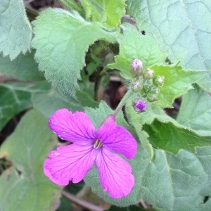 Photographie n°1116091 du taxon Lunaria annua L.