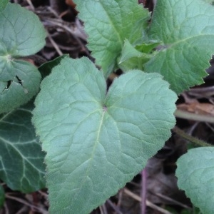 Photographie n°1116092 du taxon Lunaria annua L.