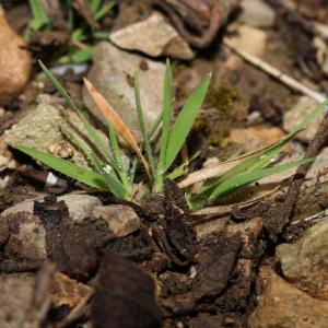 Photographie n°1117091 du taxon Brachypodium distachyon var. ciliatum (Gouan) Beck [1904]