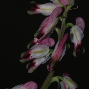 Photographie n°1117112 du taxon Fumaria kralikii Jord. [1848]