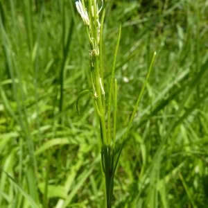 Photographie n°1117391 du taxon Arabis hirsuta (L.) Scop. [1772]