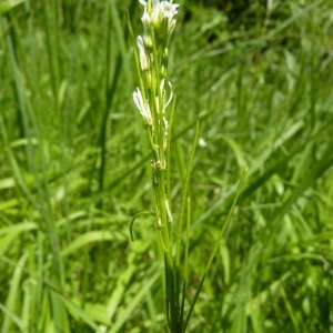 Photographie n°1117392 du taxon Arabis hirsuta (L.) Scop. [1772]