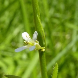 Photographie n°1117393 du taxon Arabis hirsuta (L.) Scop. [1772]