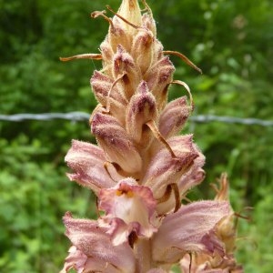  - Orobanche rapum-genistae Thuill. [1799]