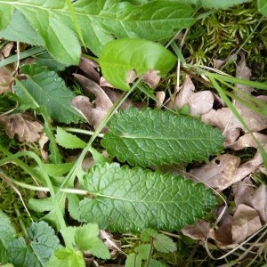 Photographie n°1117421 du taxon Betonica officinalis L. [1753]