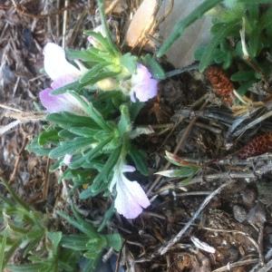 Photographie n°1117690 du taxon Ajuga iva (L.) Schreb. [1773]