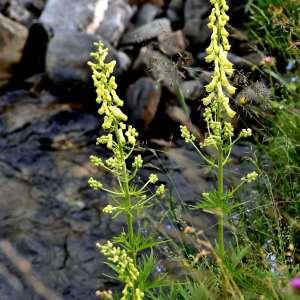 Photographie n°1117875 du taxon Aconitum vulparia Rchb. [1819]