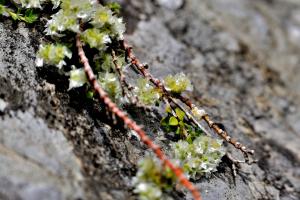 Jean Paul Saint Marc, le 13 juillet 2016 (Laruns (vallon de bious))