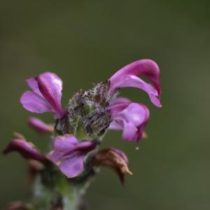 Photographie n°1117961 du taxon Pedicularis mixta Gren. ex Gren. [1853]