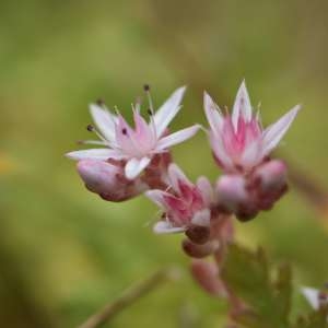 Photographie n°1118034 du taxon Sedum L.