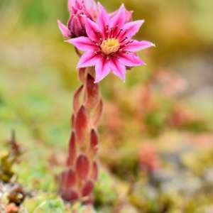 Photographie n°1118215 du taxon Sempervivum montanum L. [1753]