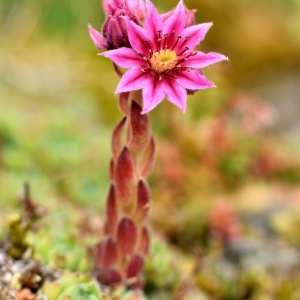 Photographie n°1118218 du taxon Sempervivum montanum L. [1753]