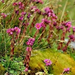 Photographie n°1118223 du taxon Sempervivum montanum L. [1753]