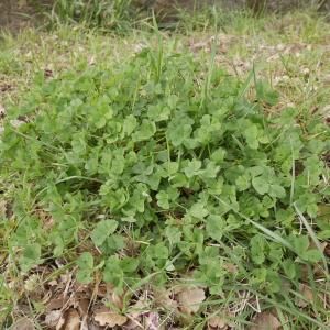 Photographie n°1118282 du taxon Medicago arabica (L.) Huds.