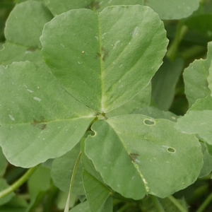 Photographie n°1118284 du taxon Medicago arabica (L.) Huds.