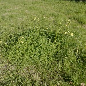 Photographie n°1118307 du taxon Oxalis pes-caprae L. [1753]