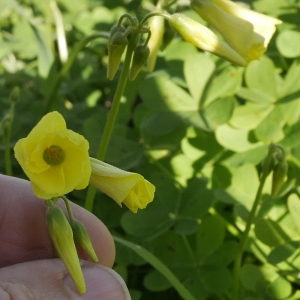 Photographie n°1118309 du taxon Oxalis pes-caprae L. [1753]