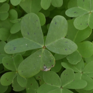Photographie n°1118312 du taxon Oxalis pes-caprae L. [1753]
