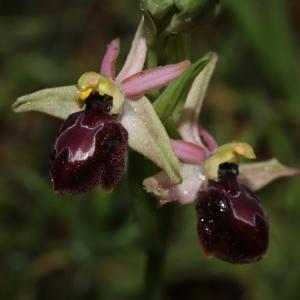 Photographie n°1118482 du taxon Ophrys gallica Looken [2000]