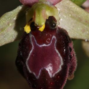 Ophrys fuciflora subsp. exaltata (Ten.) E.Nelson (Ophrys)