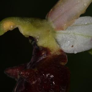  - Ophrys gallica Looken [2000]