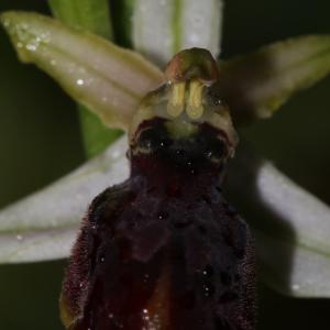  - Ophrys gallica Looken [2000]