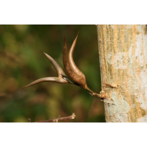 Acacia spadicigera Schlecht. & Cham. (Akasya baryè)