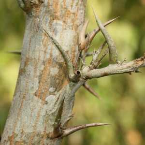 Photographie n°1118622 du taxon Acacia cornigera (L.) Willd.