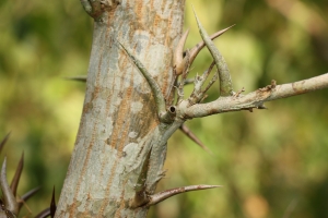 Colette DELCLAUX, le 16 février 2017