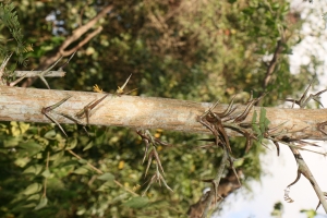 Colette DELCLAUX, le 16 février 2017