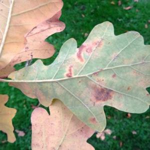 Photographie n°1118721 du taxon Quercus robur L. [1753]