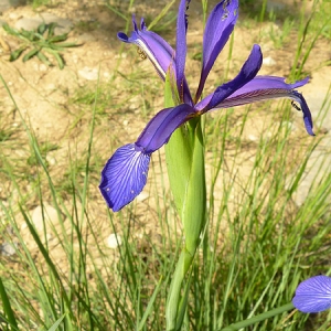 Photographie n°1118840 du taxon Iris graminea L. [1753]