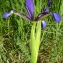  Guy LIBANTE - Iris graminea L. [1753]