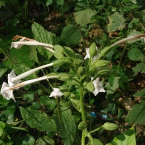 Photographie n°1118913 du taxon Nicotiana alata Link & Otto [1844]