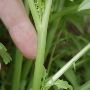 Photographie n°1119338 du taxon Sisymbrium irio L.