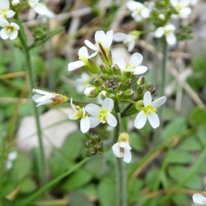 Photographie n°1119552 du taxon Arabidopsis thaliana (L.) Heynh. [1842]