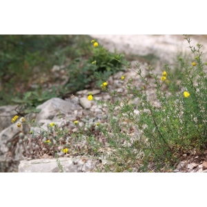 Medicago glutinosa M.Bieb. (Luzerne agglomérée)