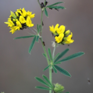  - Medicago sativa subsp. glomerata (Balb.) Rouy [1899]