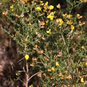 Photographie n°1119722 du taxon Adenocarpus telonensis (Loisel.) DC. [1815]