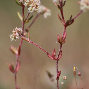 Photographie n°1119760 du taxon Chaetonychia cymosa (L.) Sweet [1839]