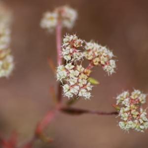 Photographie n°1119761 du taxon Chaetonychia cymosa (L.) Sweet [1839]