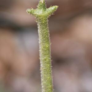 Photographie n°1119826 du taxon Matthiola tricuspidata (L.) R.Br. [1812]