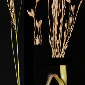  - Panicum repens L. [1762]